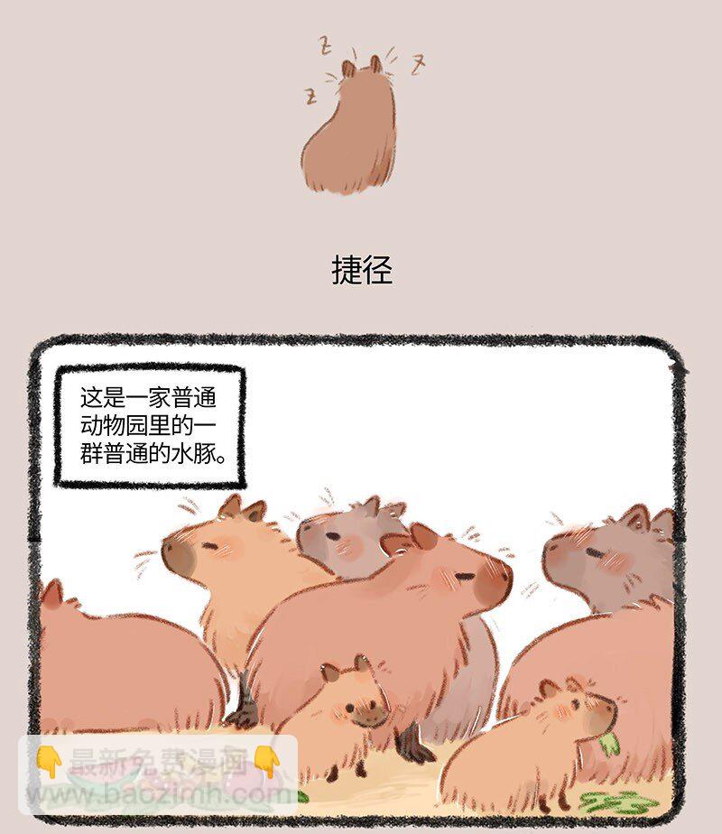 860 水豚的机遇3