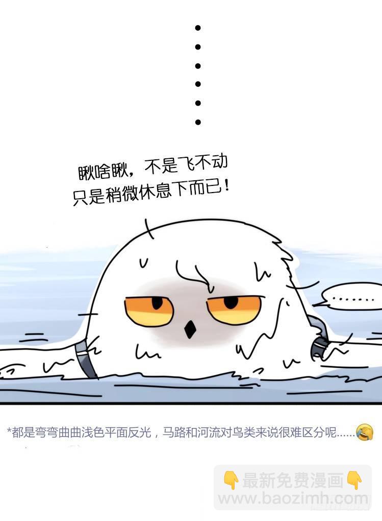 飞吧小少爷：赌上猛禽的尊严！10