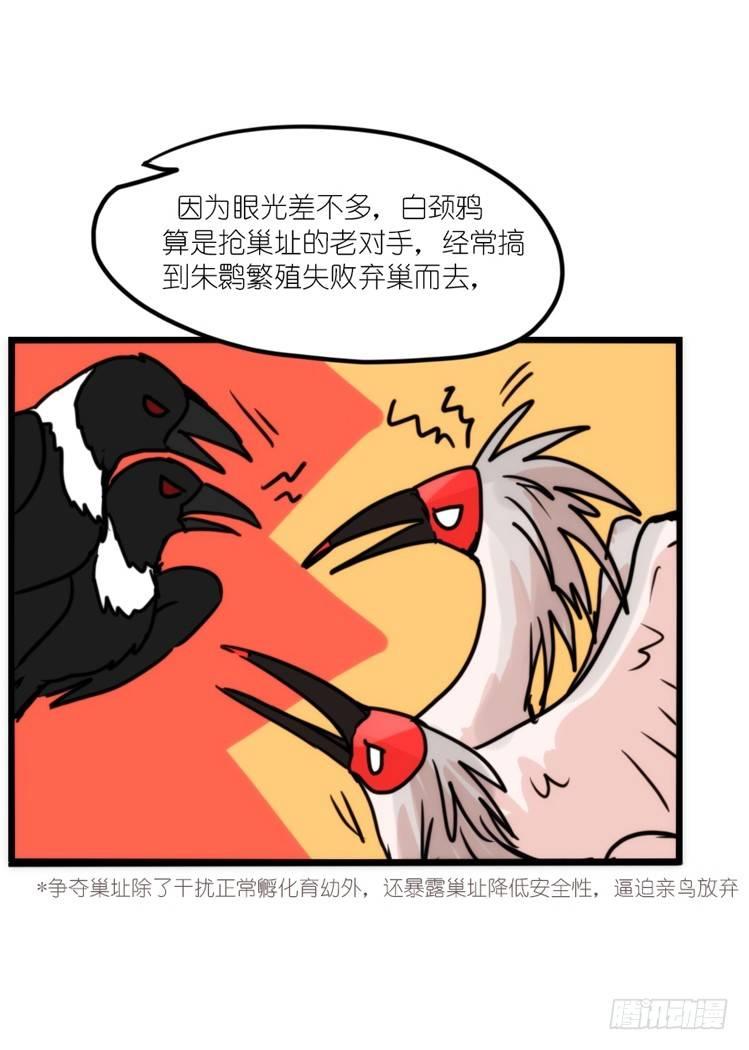 使命篇20：重振绯羽②8