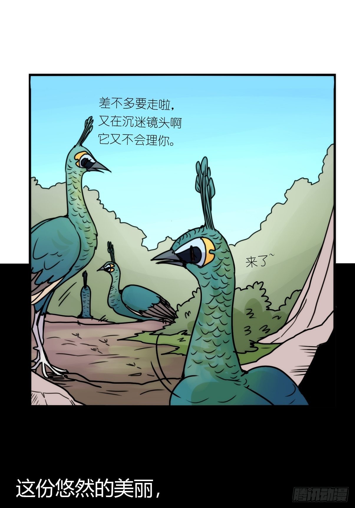 事业篇II：致绿孔雀0525