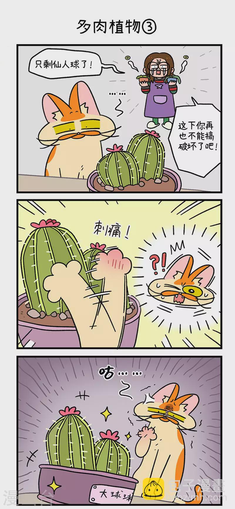 第57话 多肉植物3