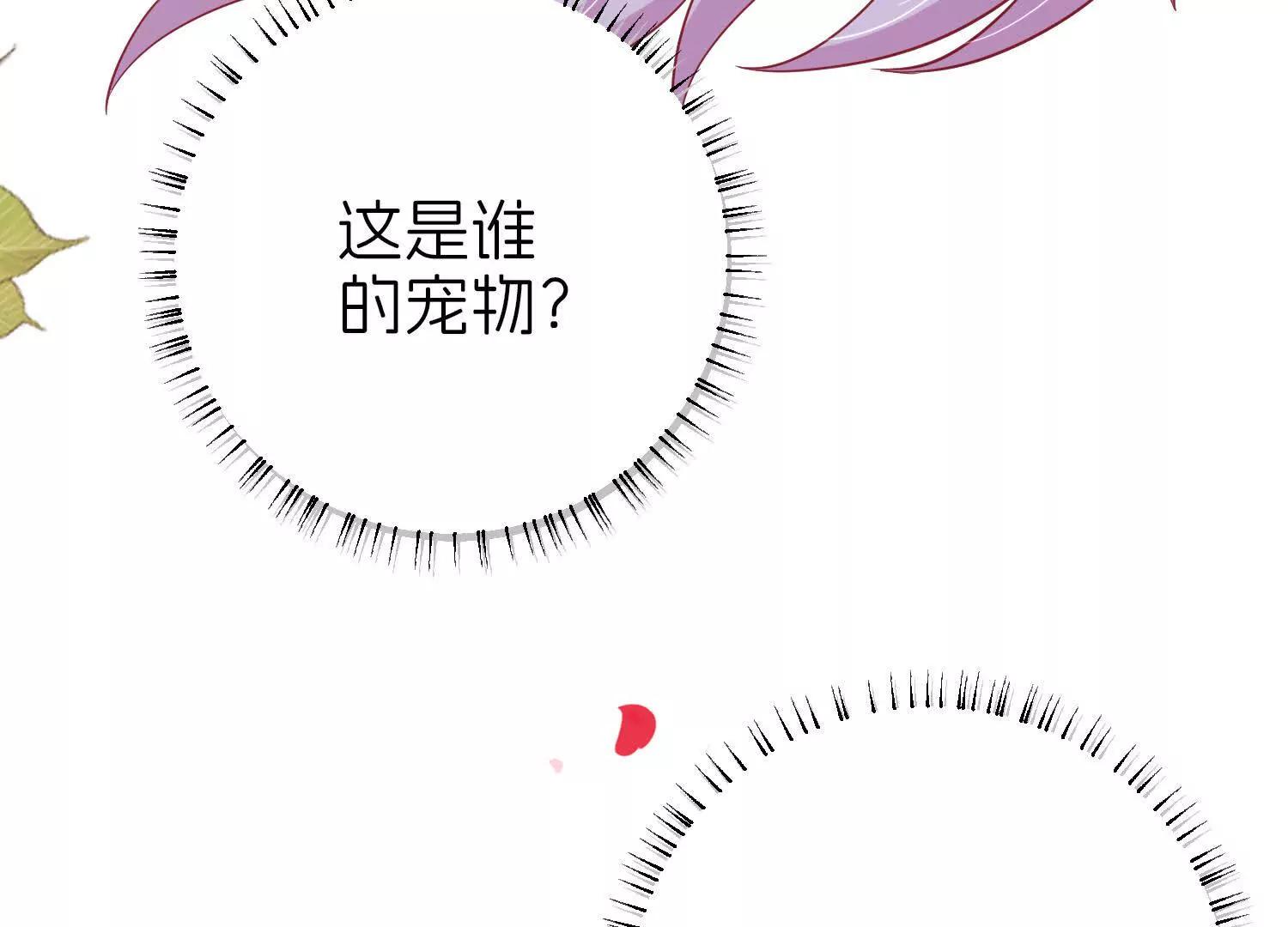 白猫40