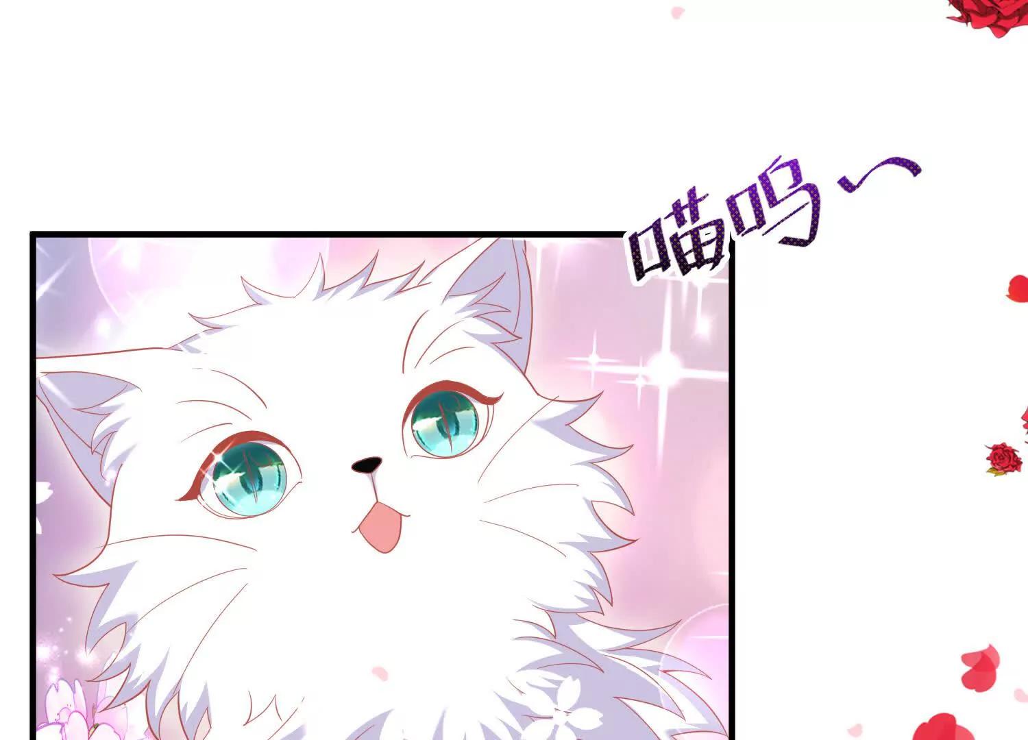 白猫46