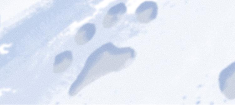 第107话 雪中脚印84