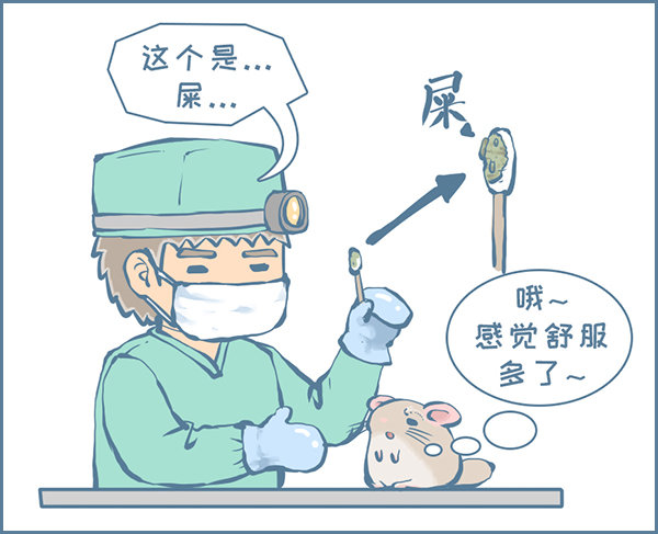 真实的龙猫友故事—菟丝丝（下）1