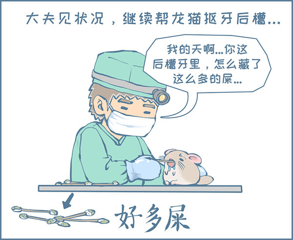 真实的龙猫友故事—菟丝丝（下）2