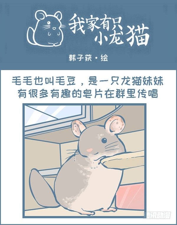 龙猫毛毛的有趣照片（下）0