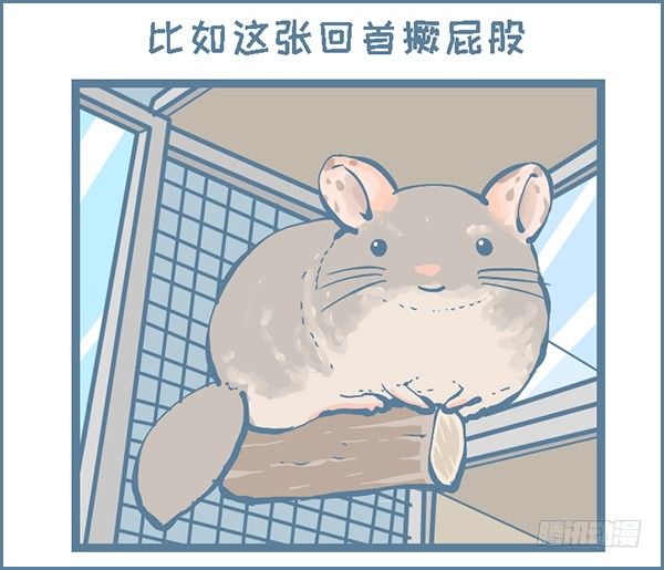 龙猫毛毛的有趣照片（下）1