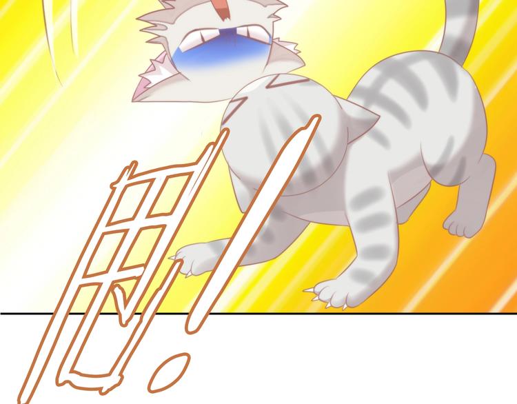 第126话 猫舍C位（二）28