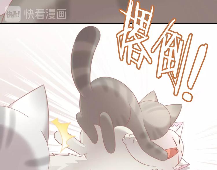 第126话 猫舍C位（二）52