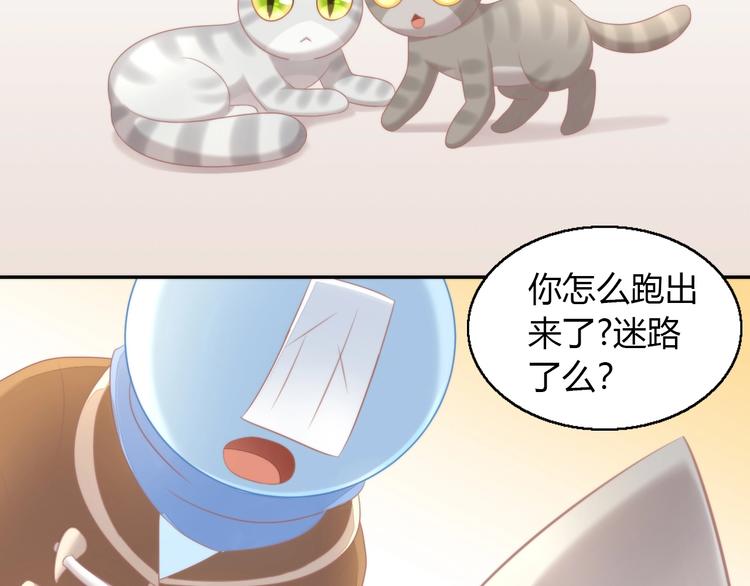 第126话 猫舍C位（二）60