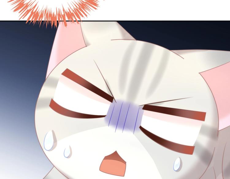 第126话 猫舍C位（二）62
