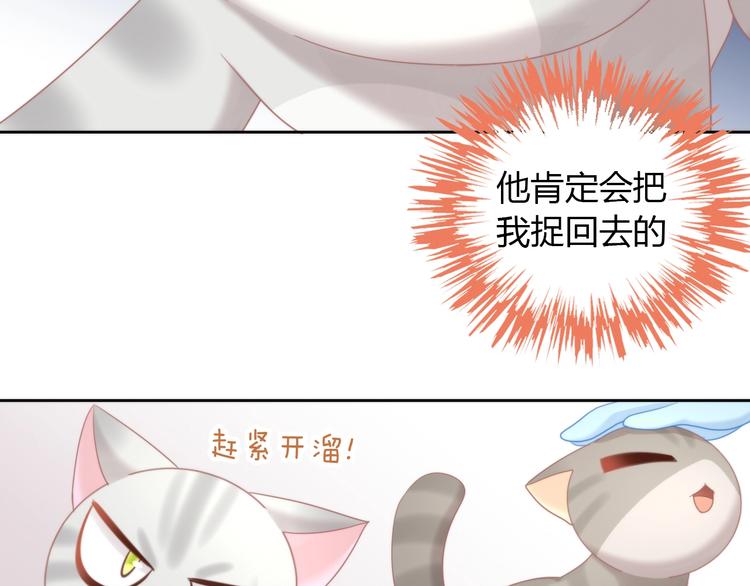 第126话 猫舍C位（二）63