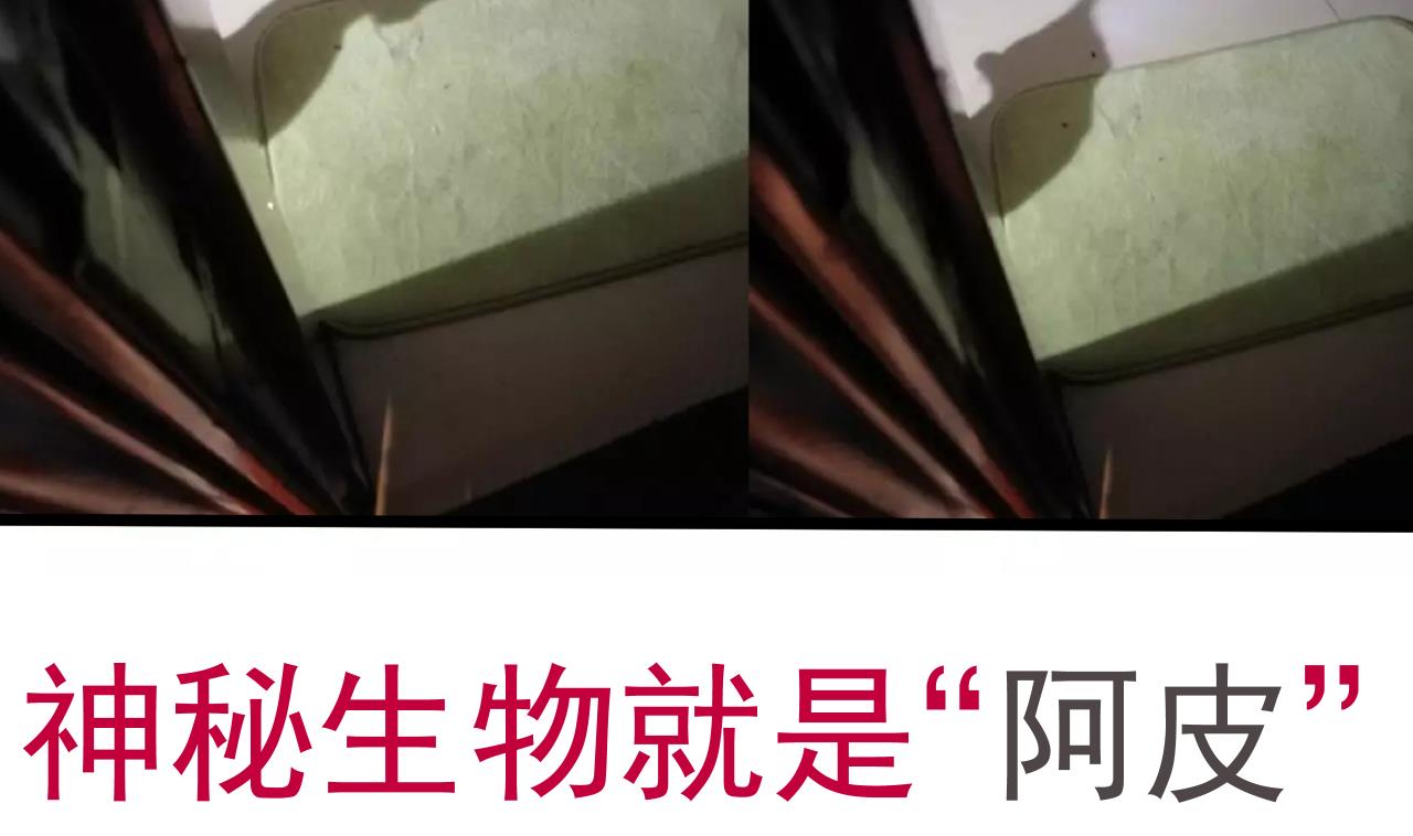 第126话 昏睡的小白44