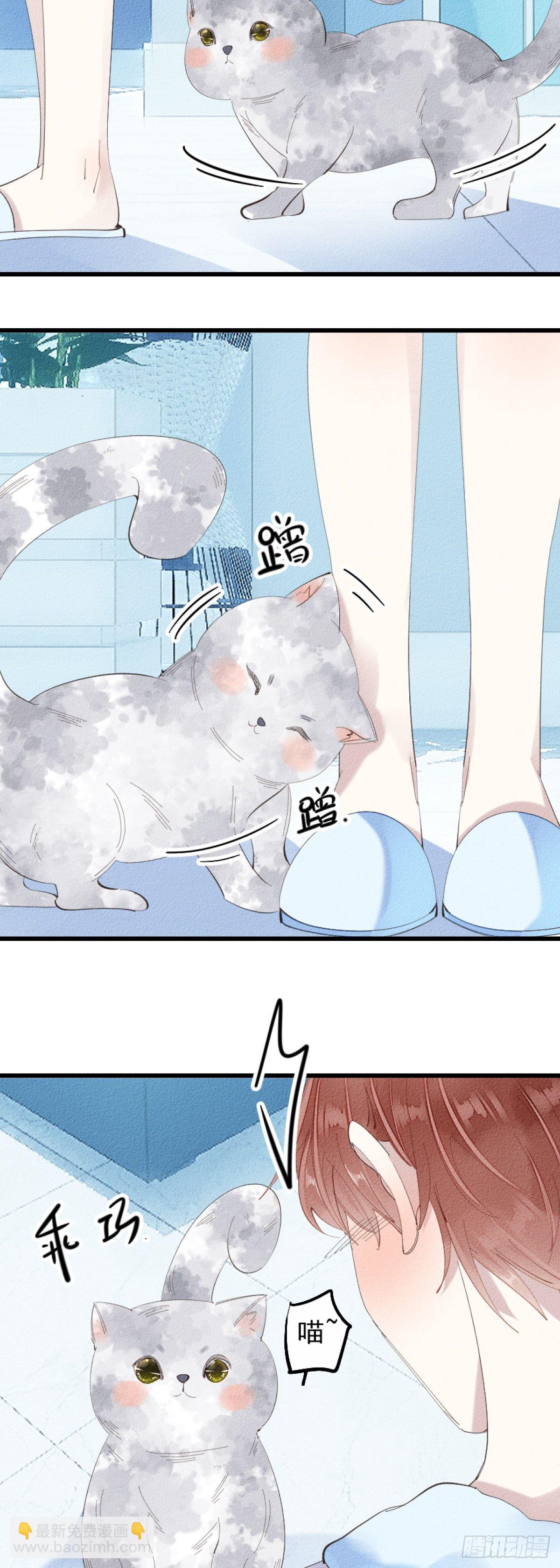 5.终于把小猫咪拐回家了！4