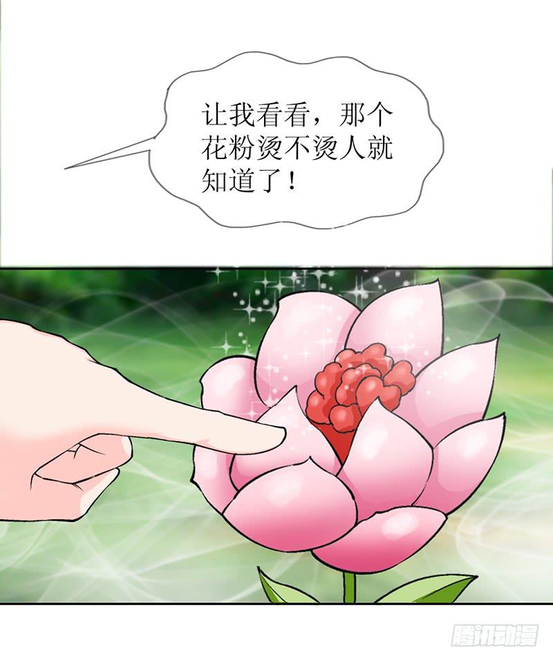 传说中的白岩草出现啦！10