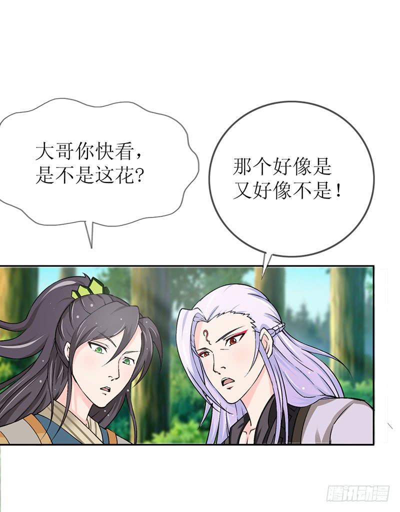 传说中的白岩草出现啦！9