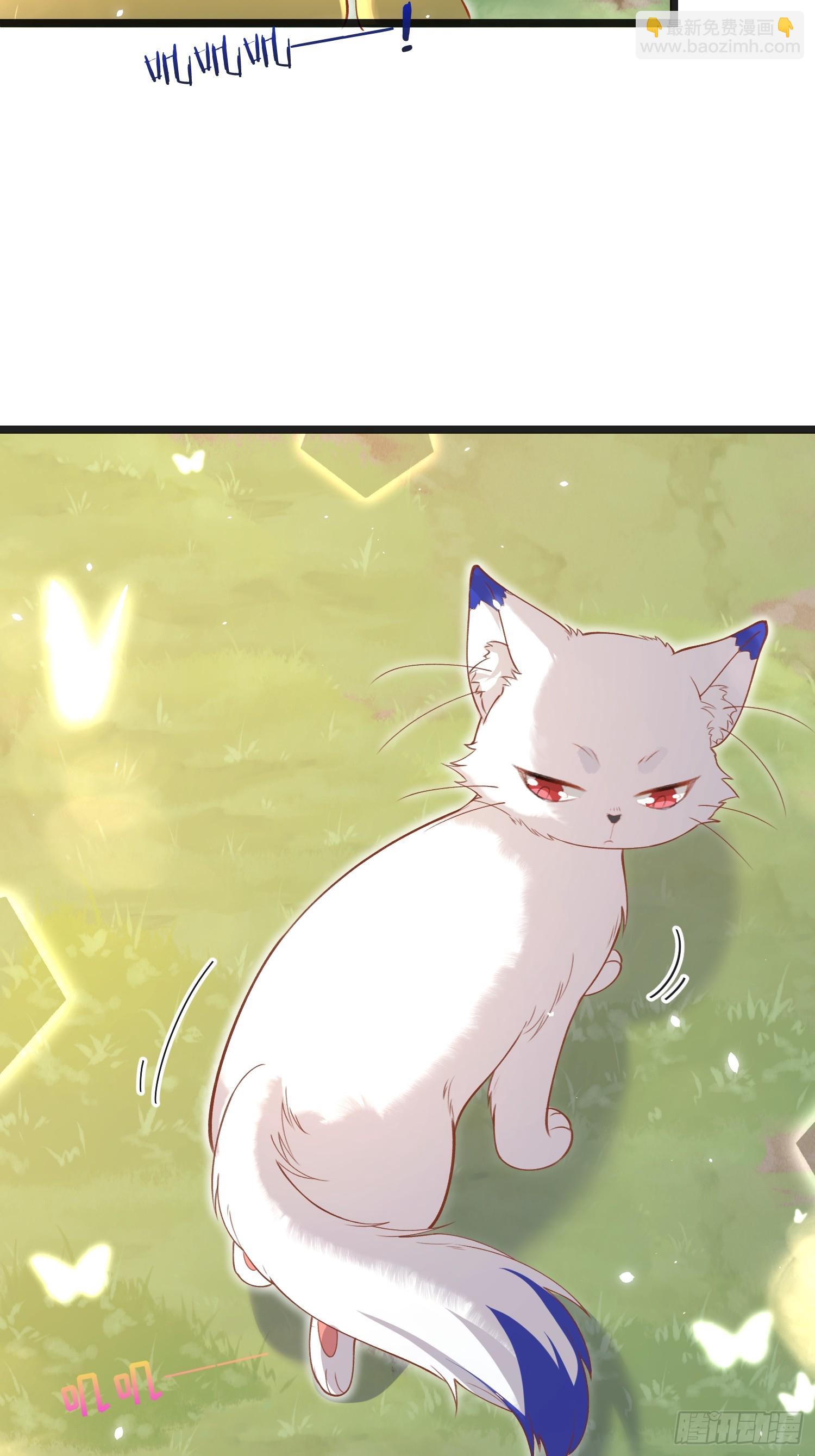 09 猫的梦境45