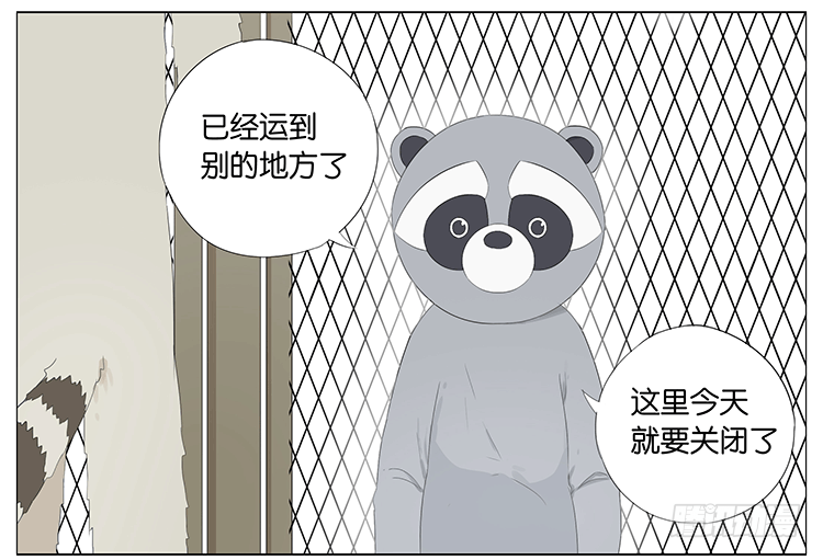 浣熊伯伯3