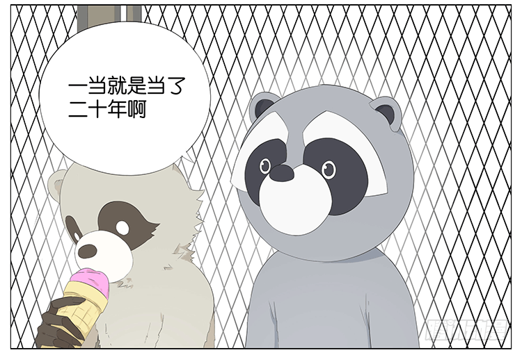 浣熊伯伯5