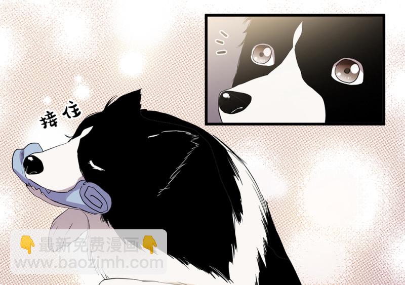 宠物食粮·二37