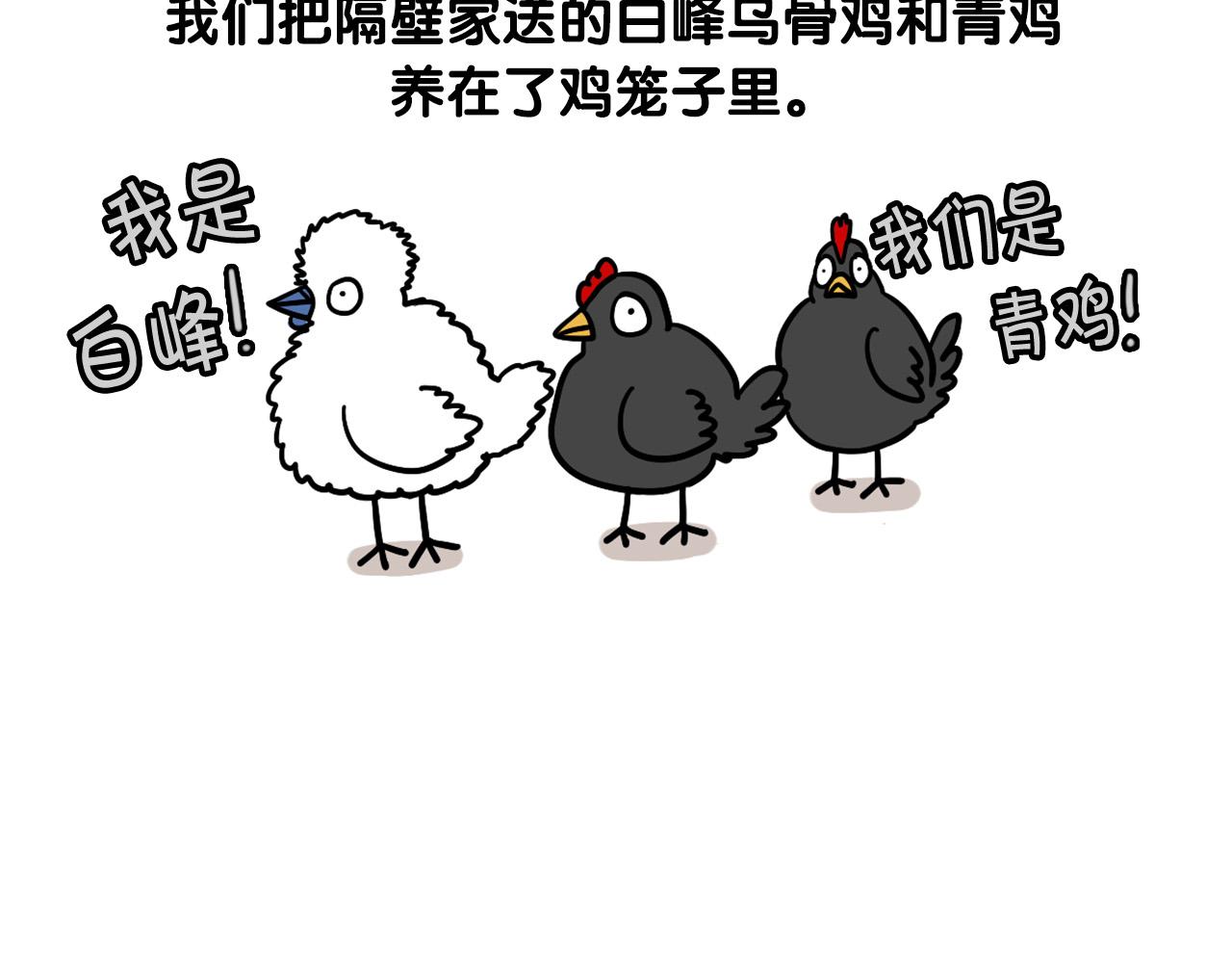 第31话 养鸡之旅6