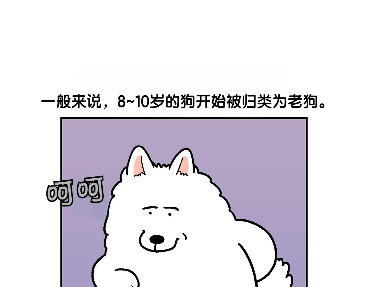 第2季序章 已经是中年狗狗了！8