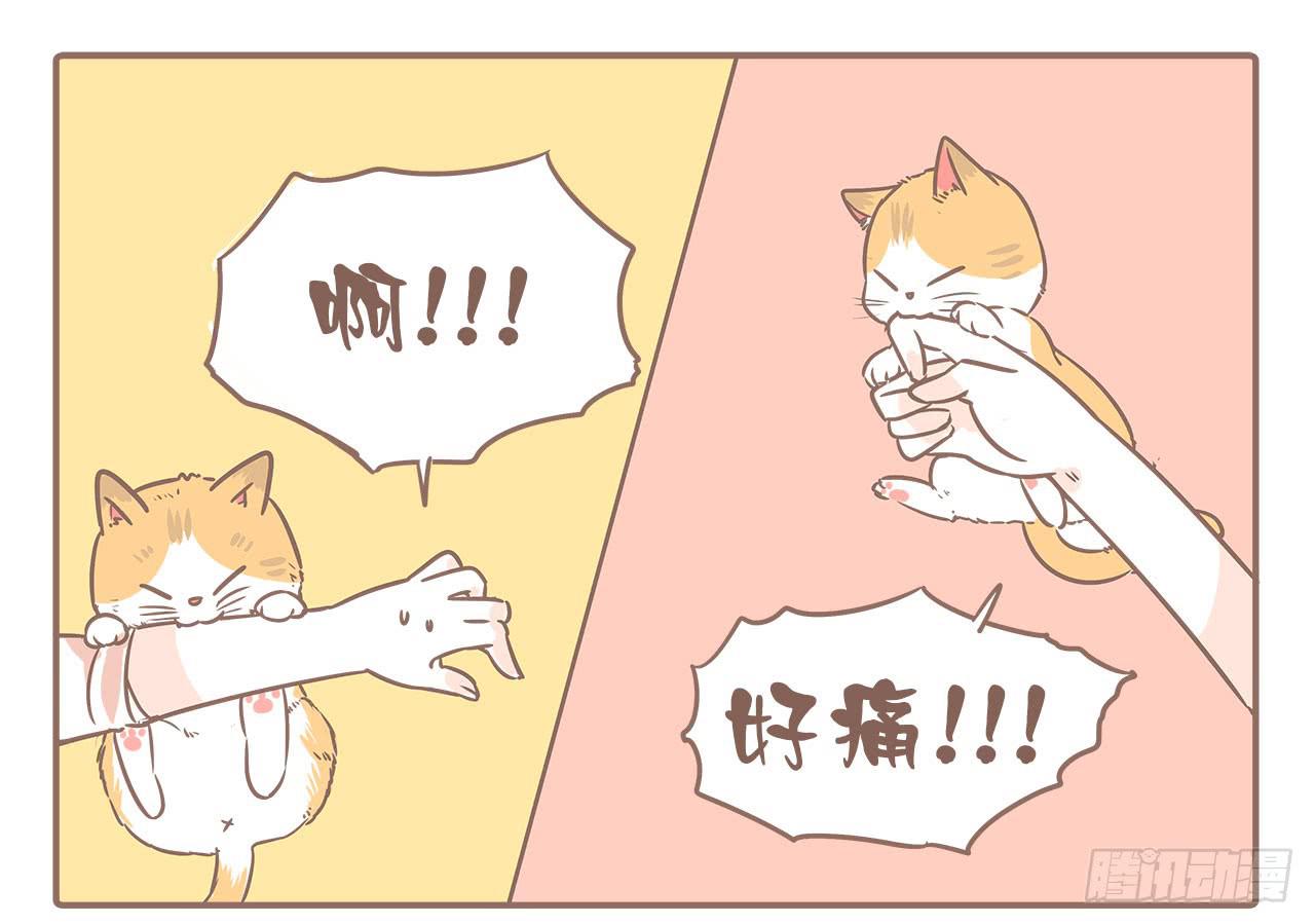 领养了一只猫，叫督尼0