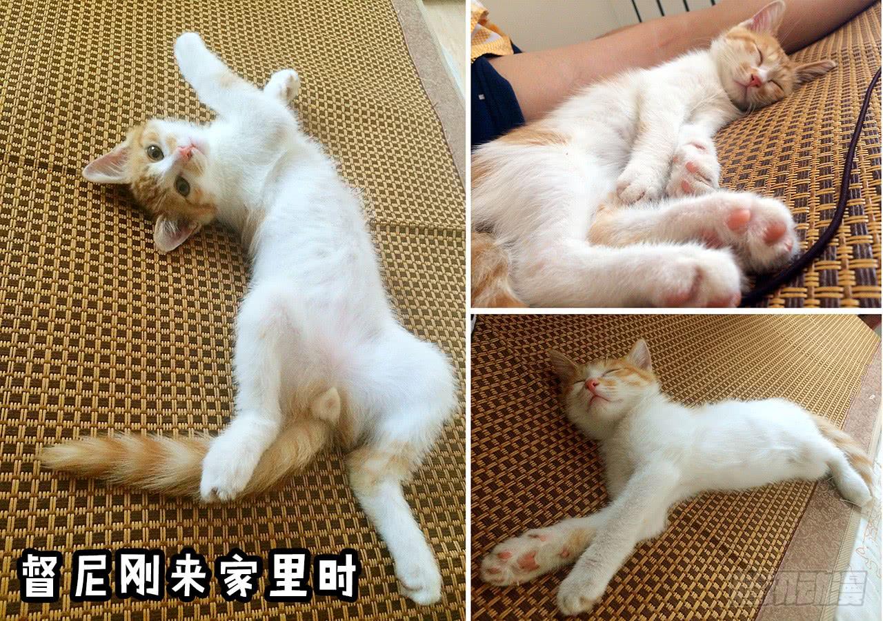 领养了一只猫，叫督尼12