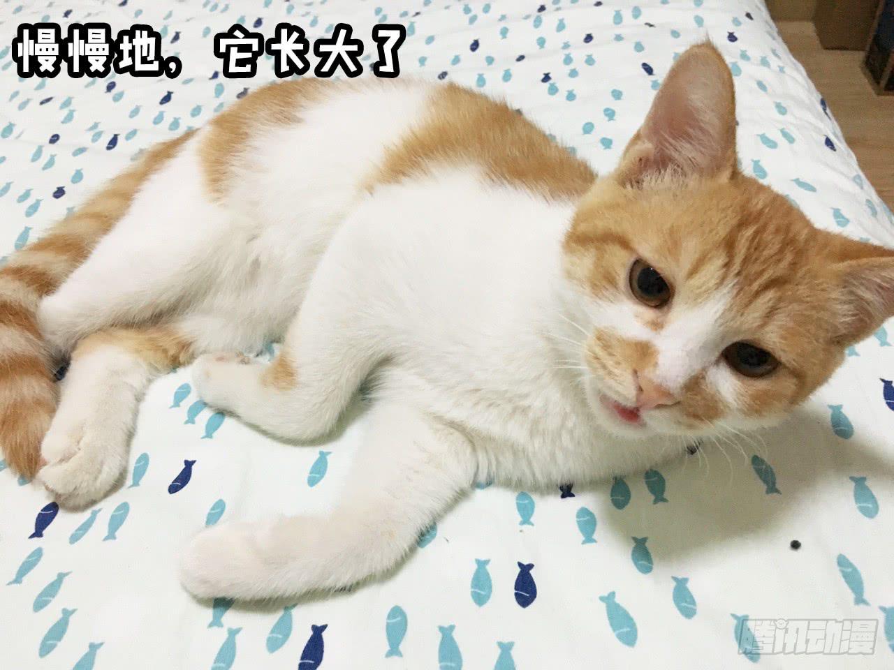领养了一只猫，叫督尼13