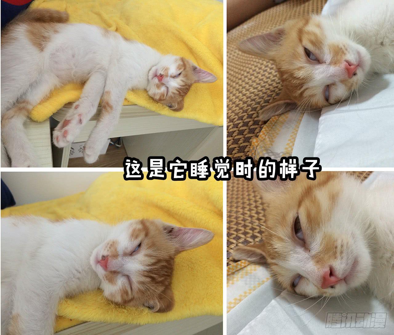 领养了一只猫，叫督尼14