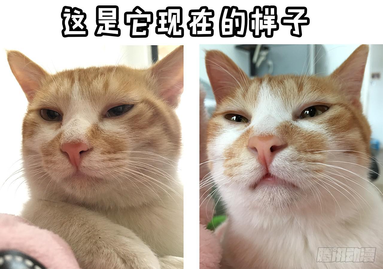 领养了一只猫，叫督尼15
