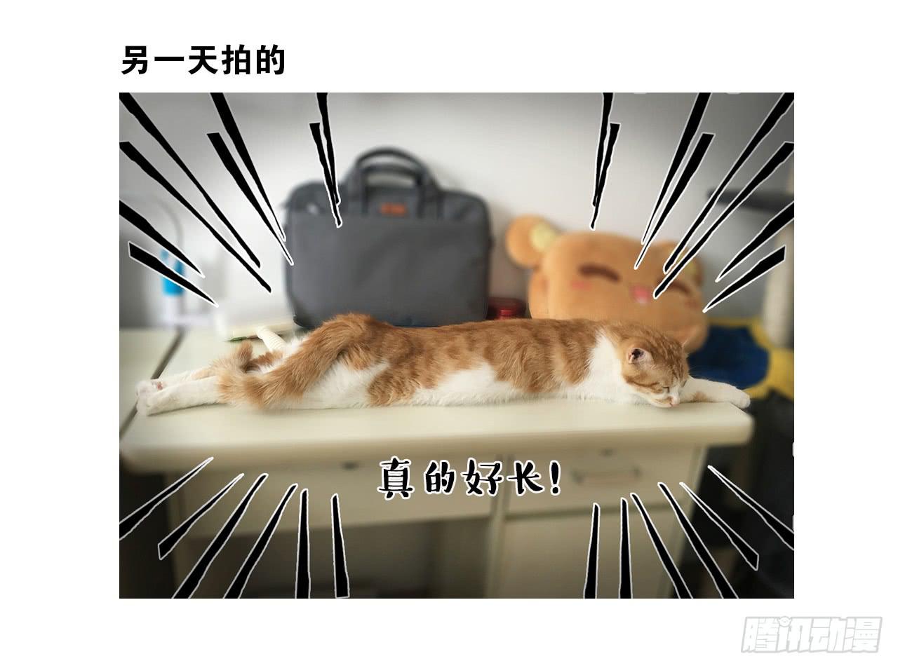 猫奴的生活18
