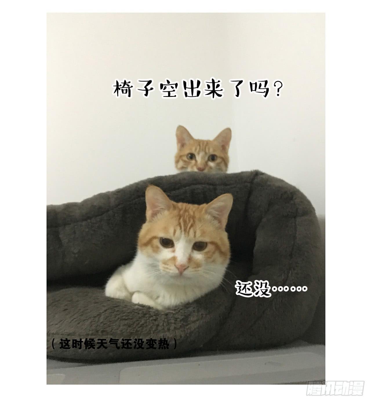 猫奴的生活20