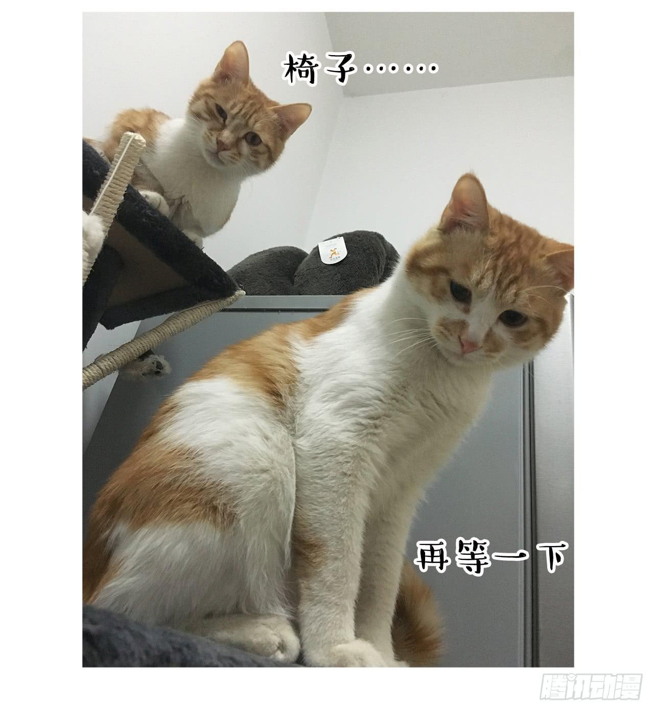 猫奴的生活21