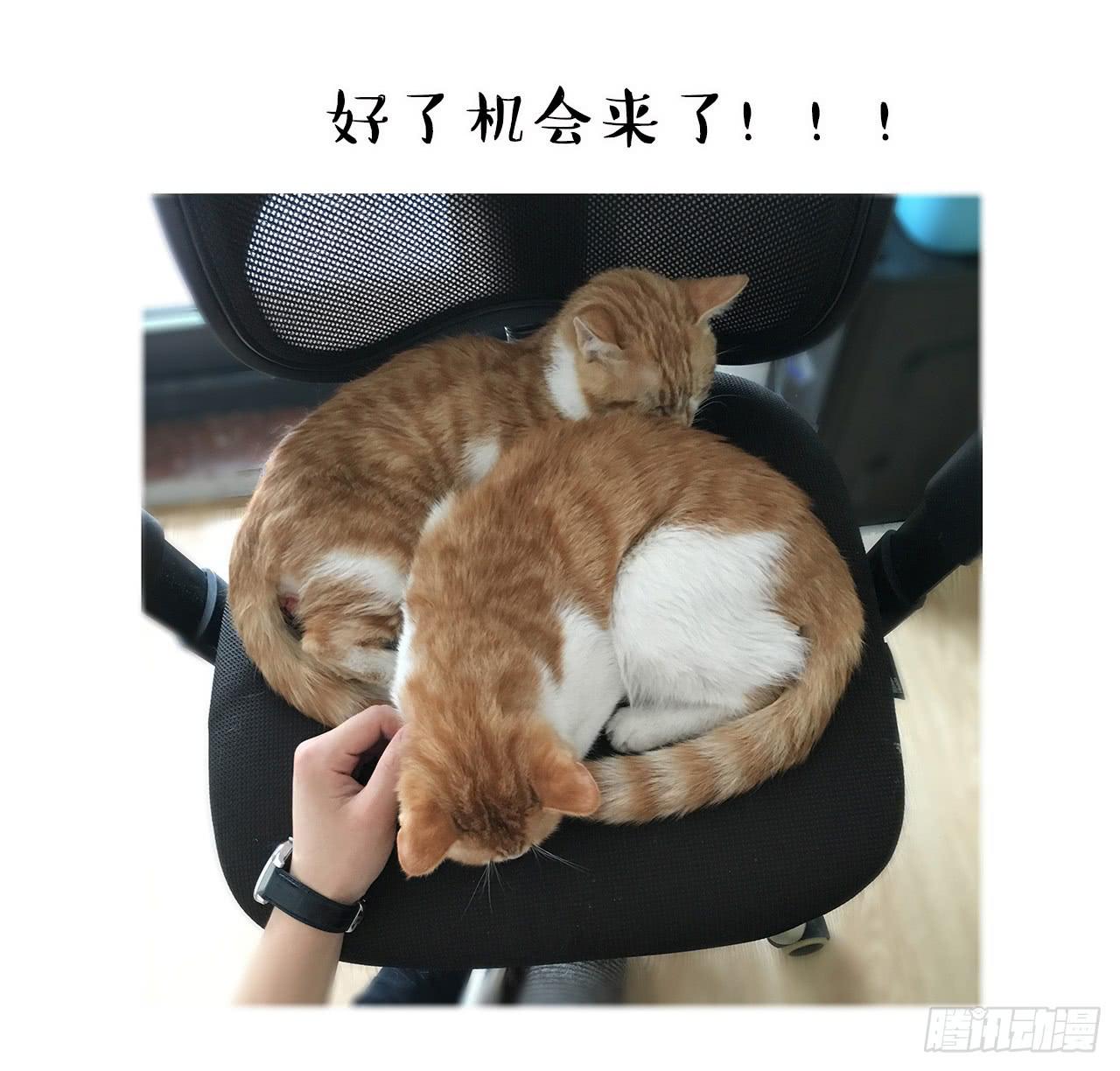 猫奴的生活22