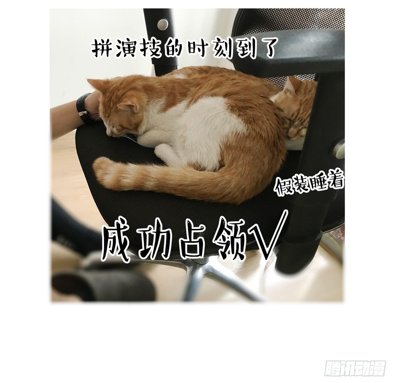 猫奴的生活23