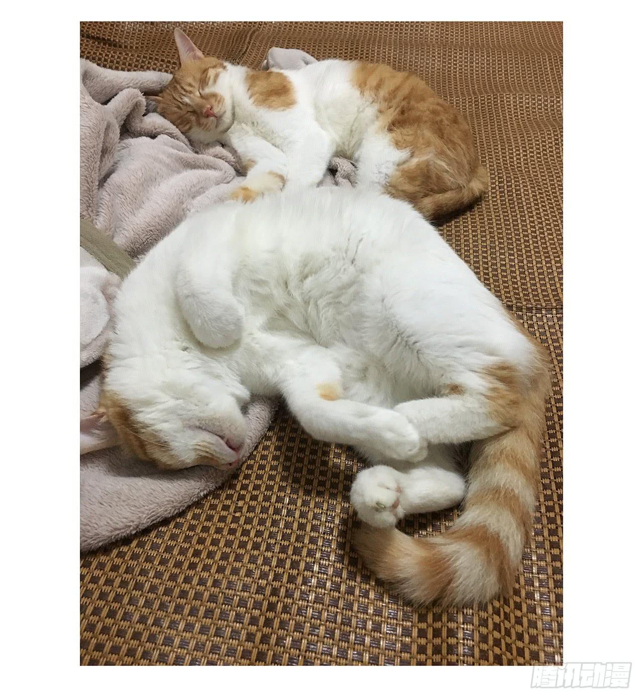 猫奴的生活25