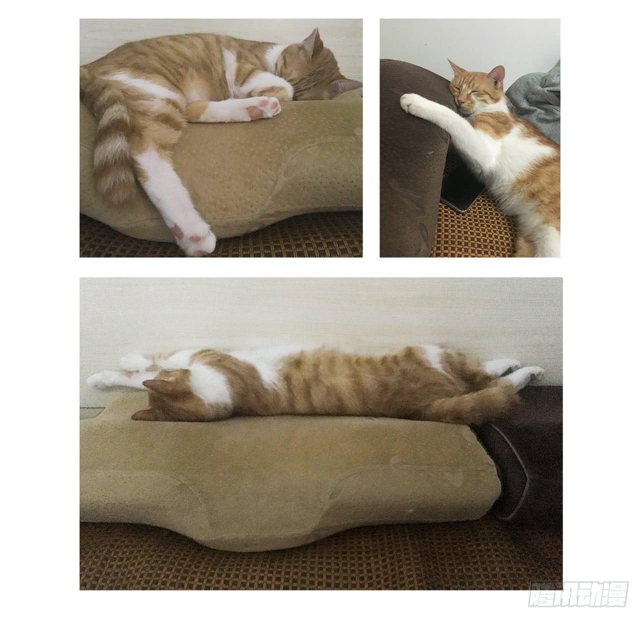 猫奴的生活26