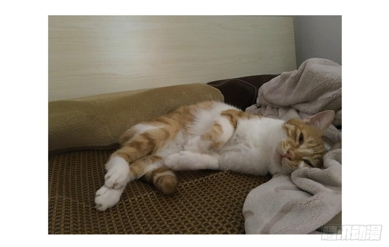 猫奴的生活27