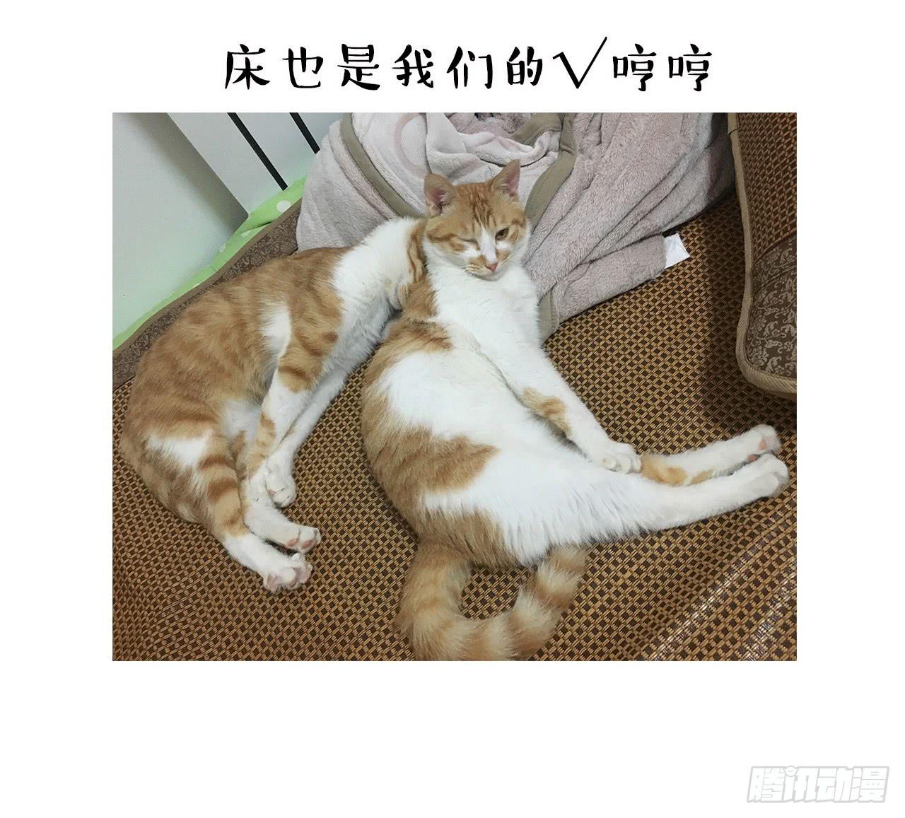 猫奴的生活28