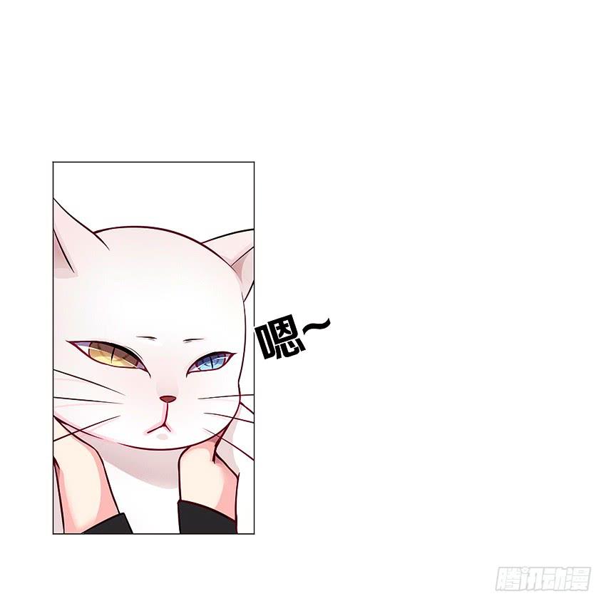 喵！？40