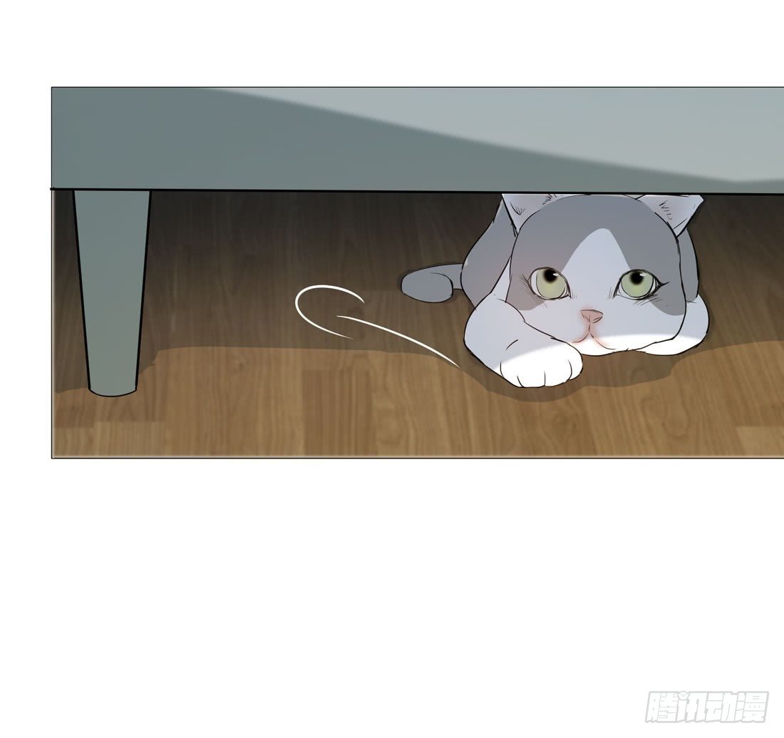 猫的新家18