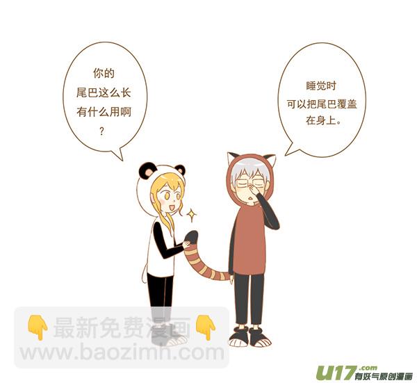 小熊猫1