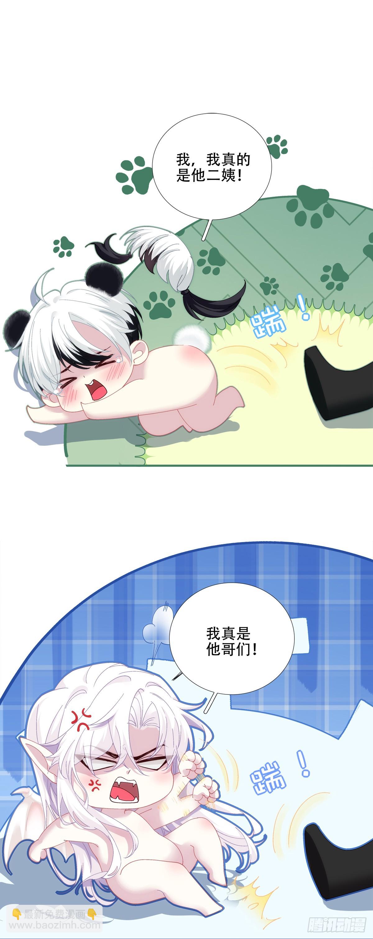 小熊猫寻夫！10