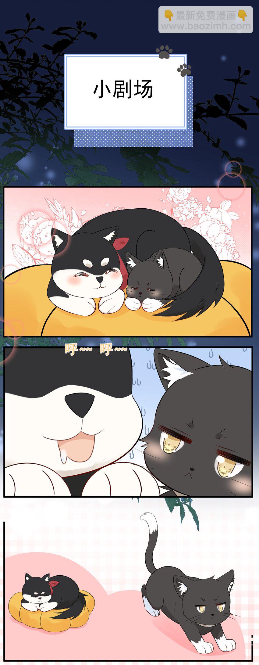 021 发现小黑猫46