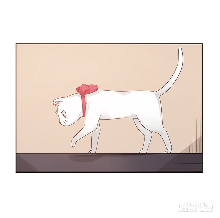 5话 寻猫有道68