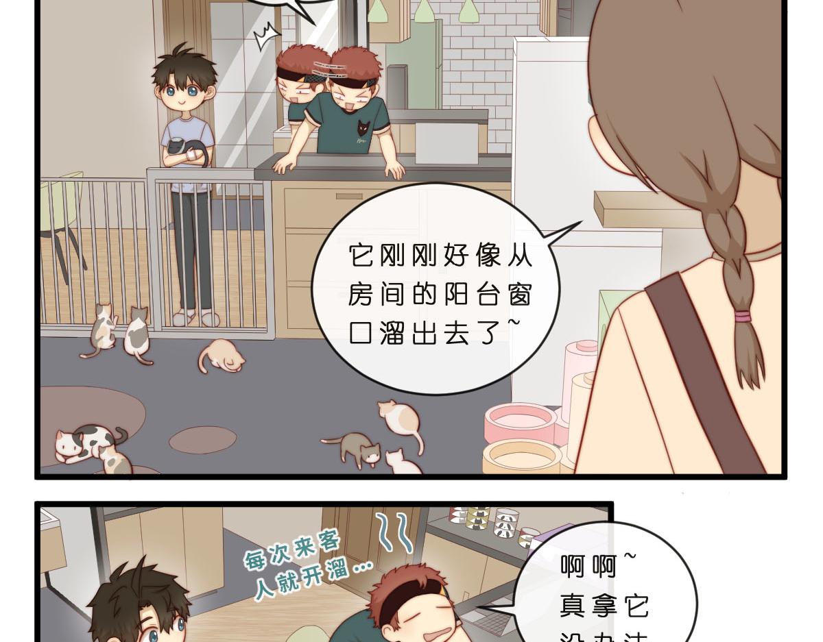 35.猫明星10