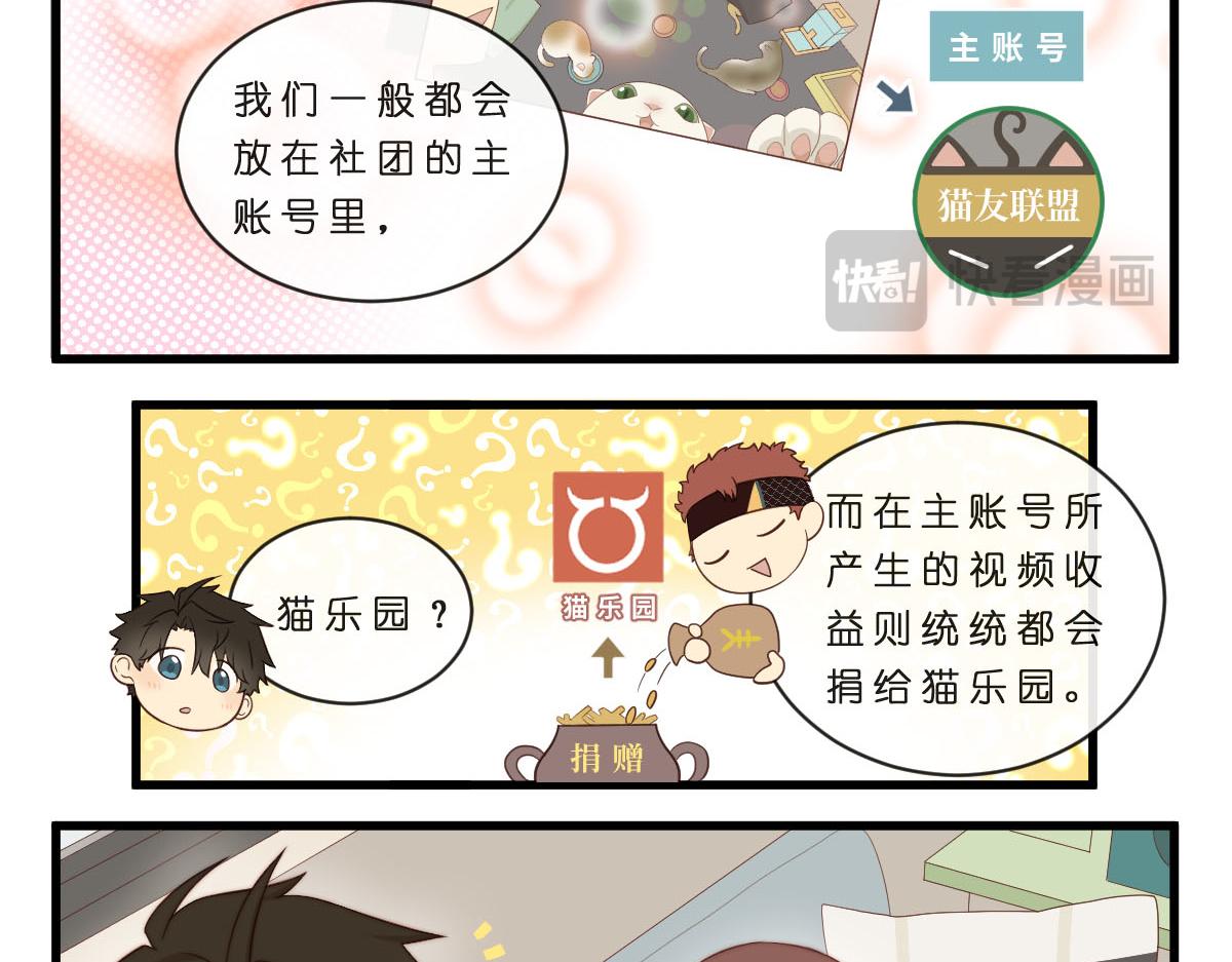 35.猫明星5