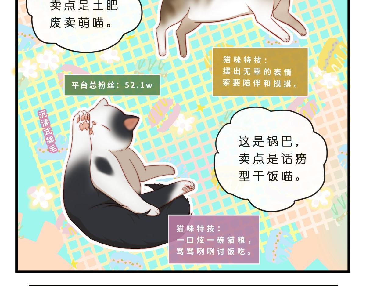 35.猫明星8